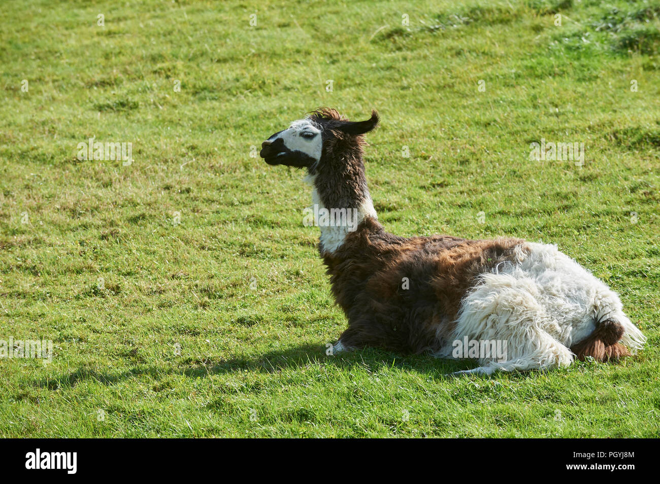 Lama (Lama glama) reposant dans un champ d'herbe au soleil. Le Perthshire, Scotland, UK, FR. Banque D'Images