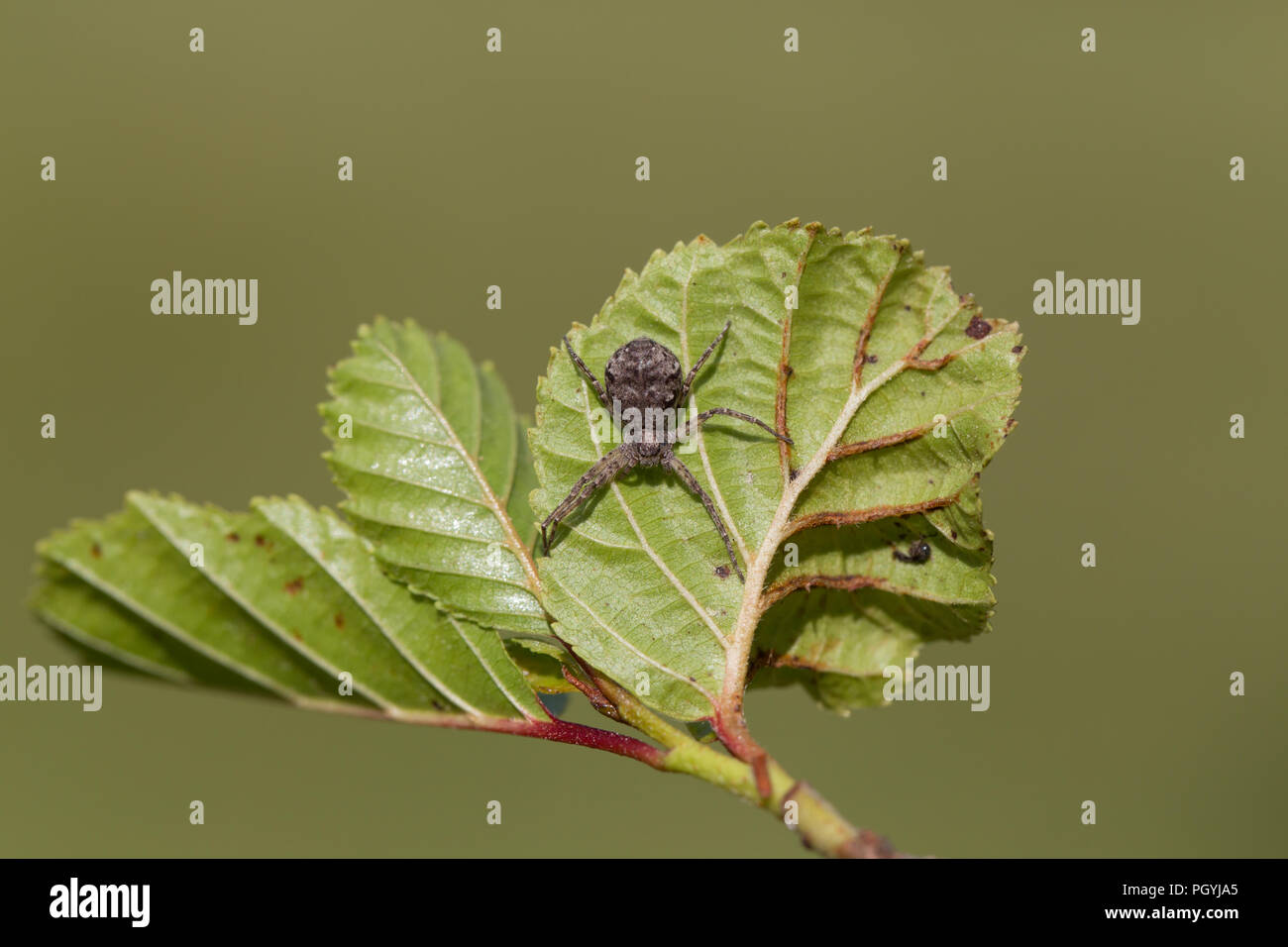 L'exécution de l'araignée crabe Banque D'Images