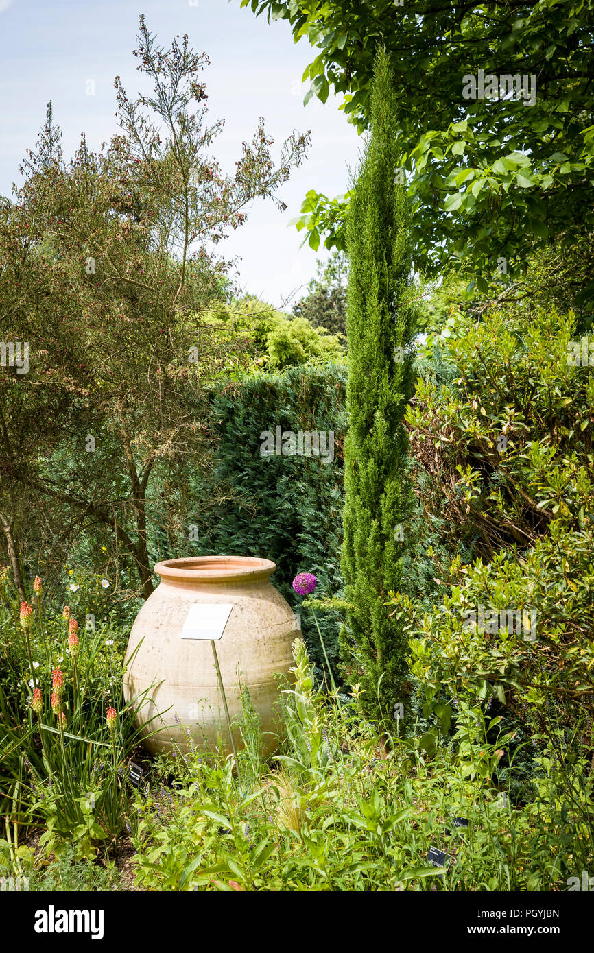 Une section sur le jardin méditerranéen at Rosemoor South Devon UK doté d''un Cupressus sempervirens Totem Banque D'Images