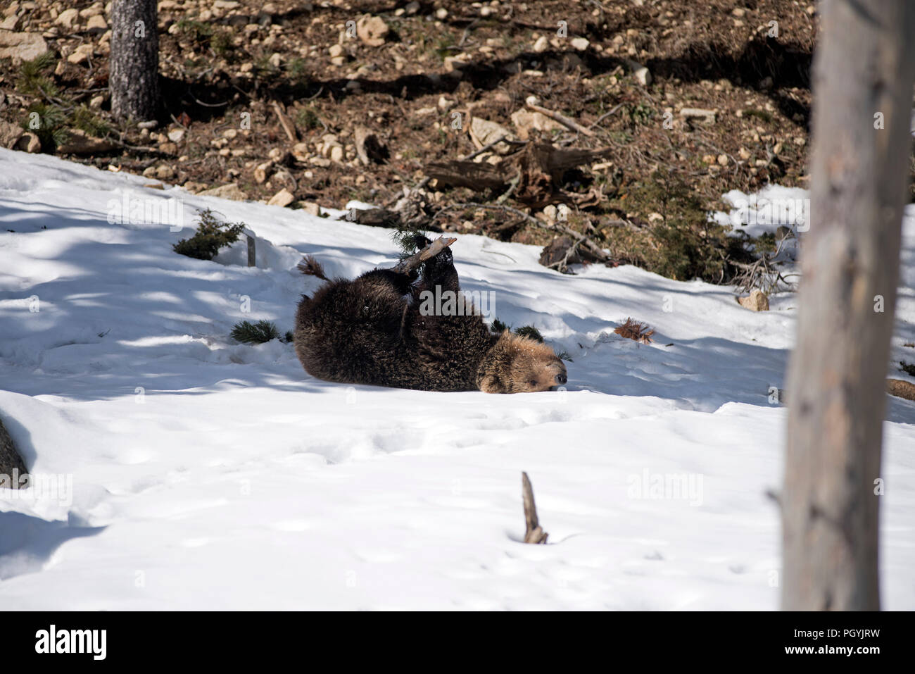 Ours brun dans la neige, fin de l'hiver (Urrsus arctos), Pyrénées Banque D'Images