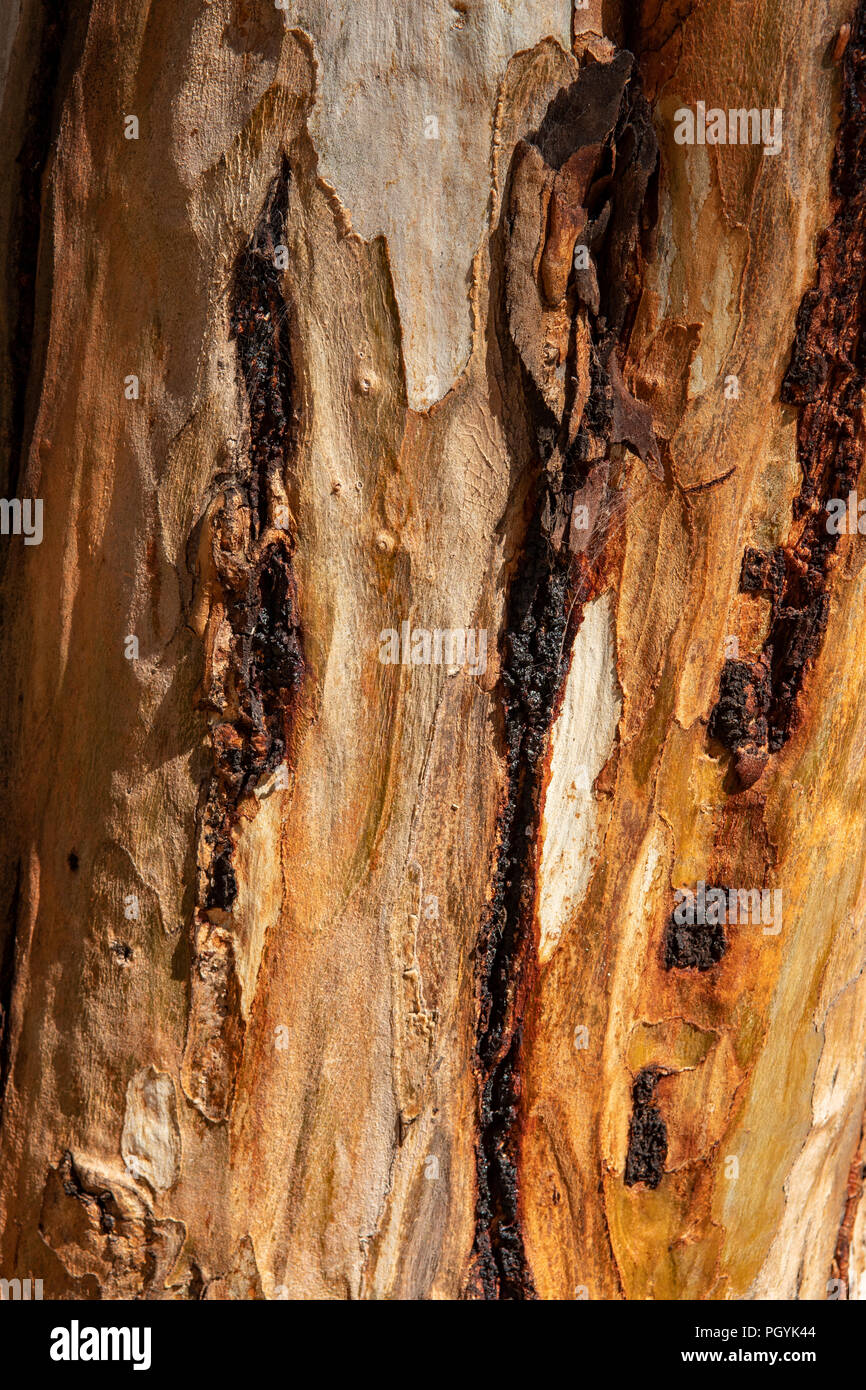 River Red Gum tronc, Arboretum, Kalgoorlie Kalgoorlie, WA, Australie Banque D'Images