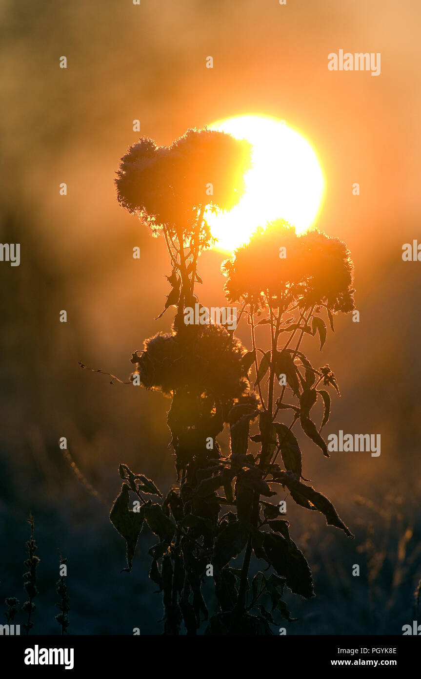 Lever du soleil - hiver - fleur Banque D'Images