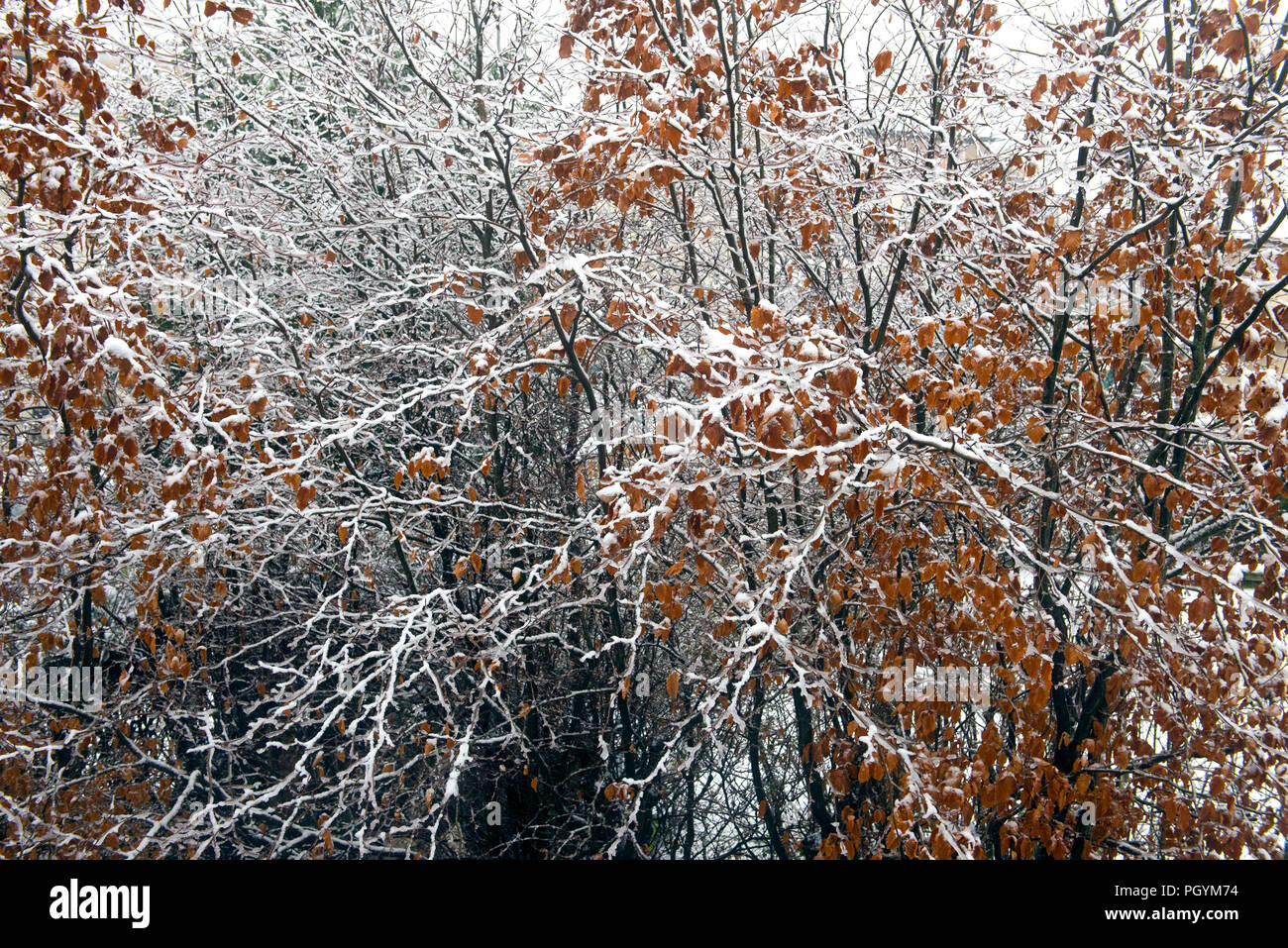 La France, par Poitiers, Paysage, arbres sous la neige, Banque D'Images