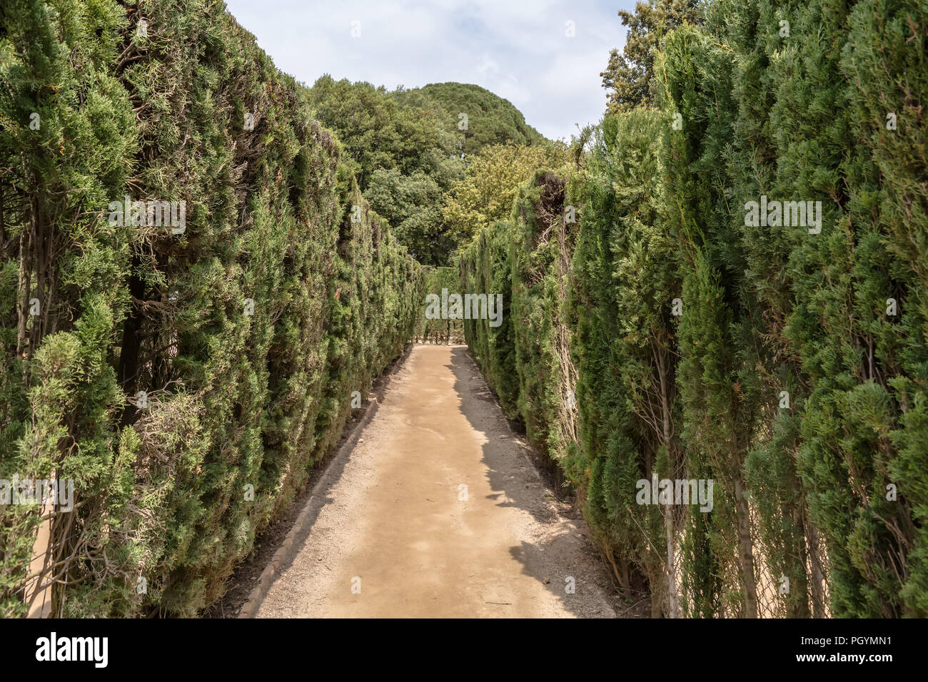 Chemin à travers parées de cyprès de hedge maze dans Labyrinth Park de Horta. Le labyrinthe a une forme trapézoïdale similaire au Minotaure labyrinthe. Banque D'Images