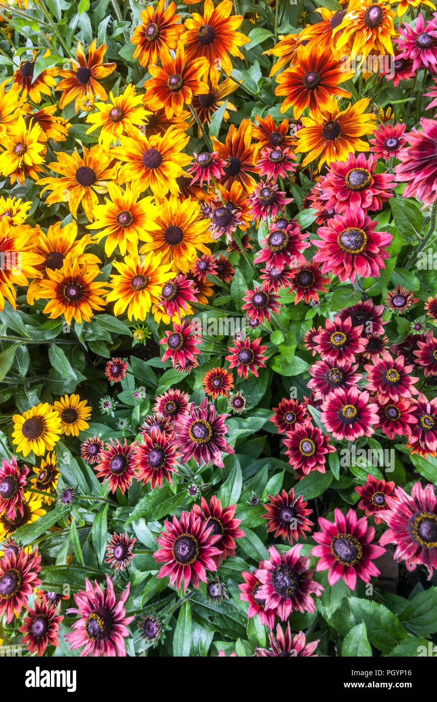 Plantes pour l'été de fleurs, Rudbeckia hirta ' Cherry Brandy ' ' ' ' Cappuccino, Sonora, Banque D'Images