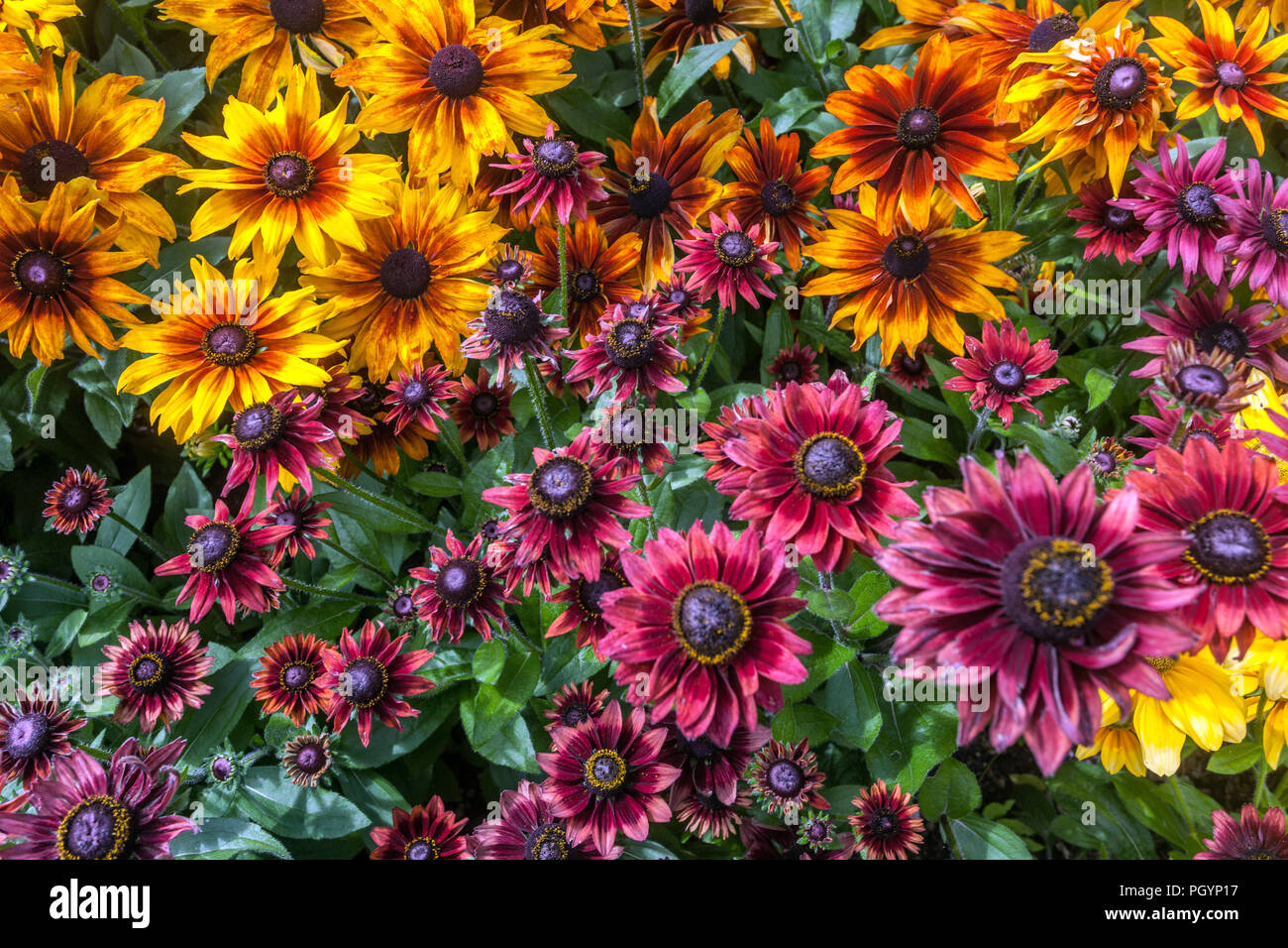 Plantes Rudbeckias pour un jardin de lit de fleurs d'été Red Rudbeckia Cherry Brandy, Sonora, Cappuccino Rouge fleurs jaune-orange Banque D'Images