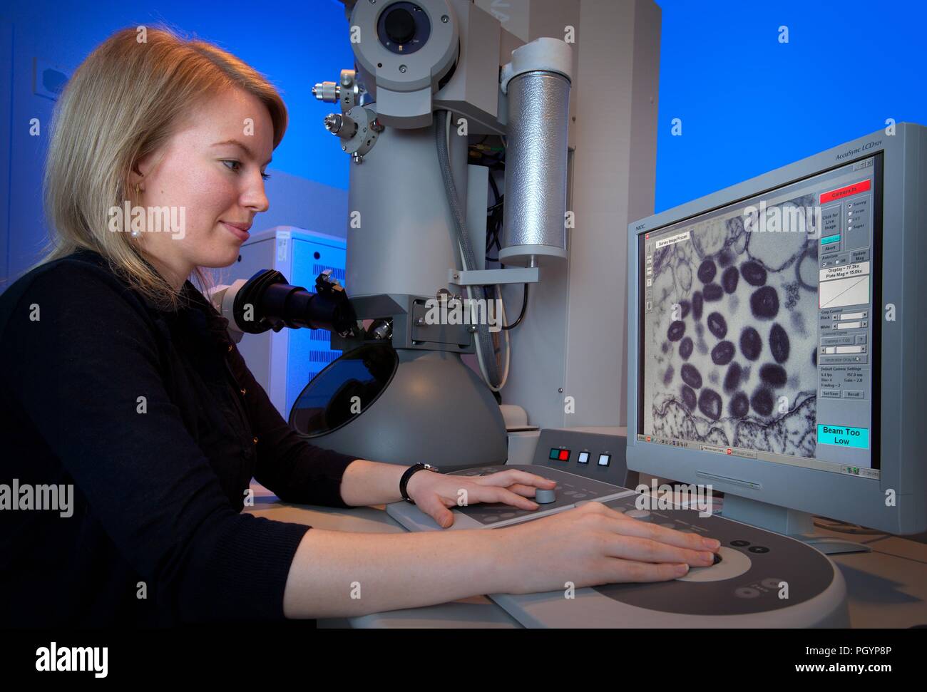 Centers for Disease Control and Prevention (CDC), Maureen stagiaire en utilisant un microscope électronique à transmission Metcalfe (TEM), 2011. Image courtoisie Centres for Disease Control / Cynthia Goldsmith. () Banque D'Images