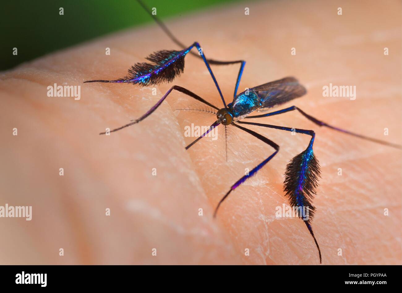 Moustique Sabethes se nourrissant d'un hôte humain, 2013. Image courtoisie Centres for Disease Control (CDC) / M. Woodbridge Foster, le professeur Frank H. COLLINS. () Banque D'Images