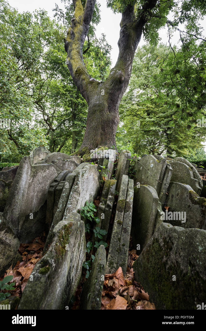 L'arbre rustique à St Pancras Old Church à Somers Town, Londres, Royaume-Uni. Banque D'Images