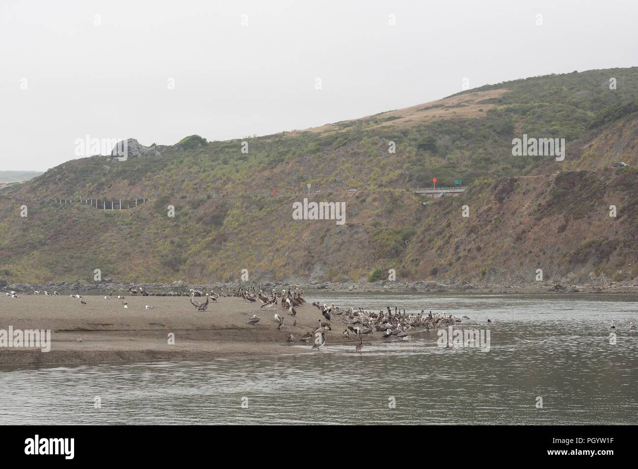 Un troupeau de pélicans à côté de l'eau où le fleuve russe entre dans l'océan Pacifique près de Jenner, Californie, USA. Banque D'Images