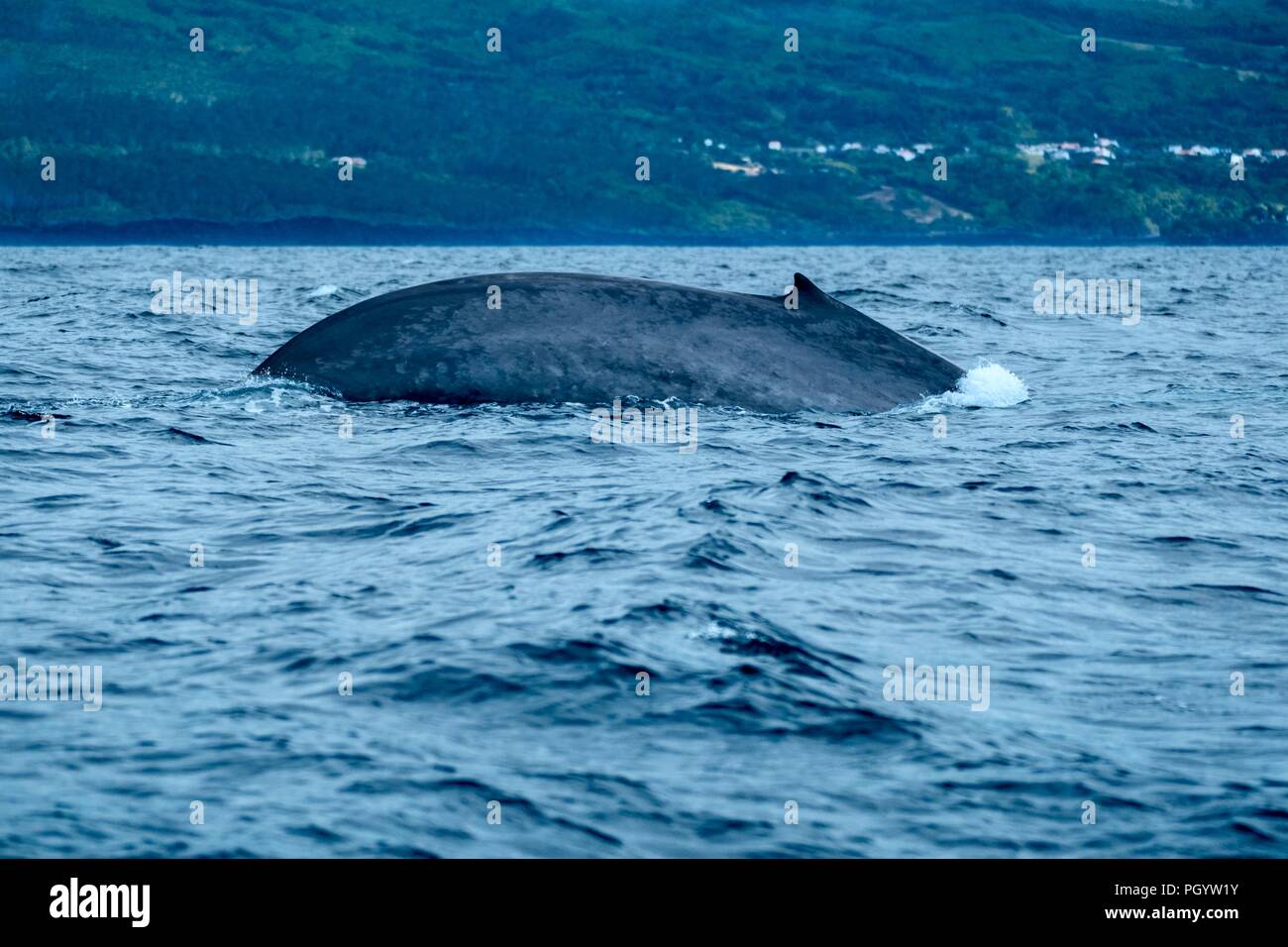 Une énorme baleine bleue se cabre comme elle plonge à la recherche de krill Banque D'Images