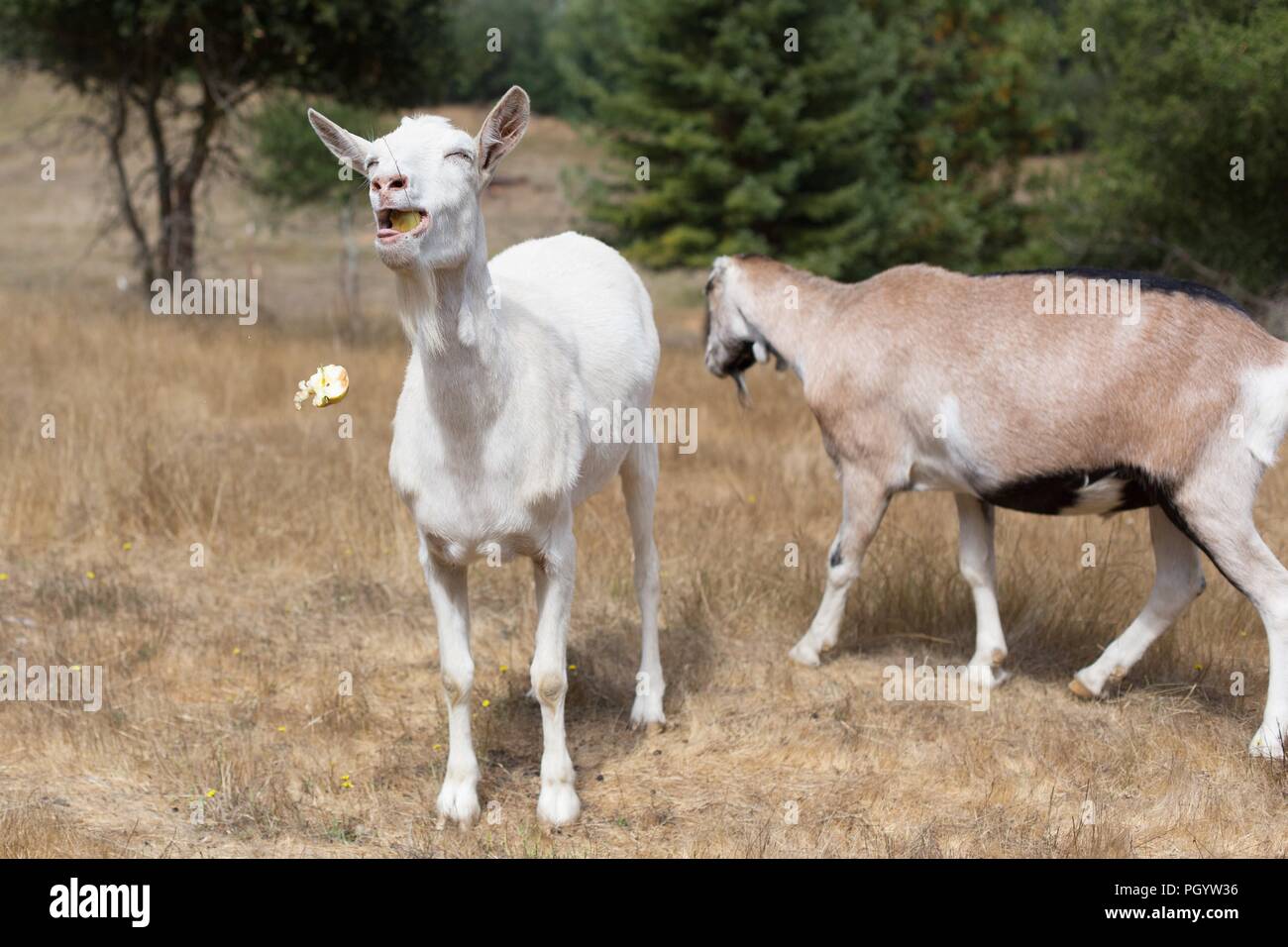 Deux chèvres dans un champ, l'un mange une pomme. Banque D'Images