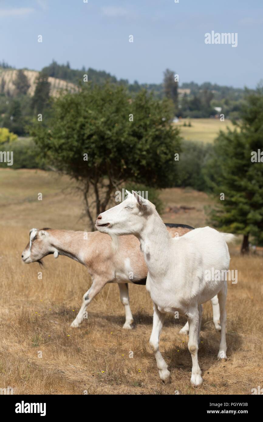 Deux chèvres debout dans un champ en milieu rural dans le Comté de Sonoma, en Californie. Banque D'Images
