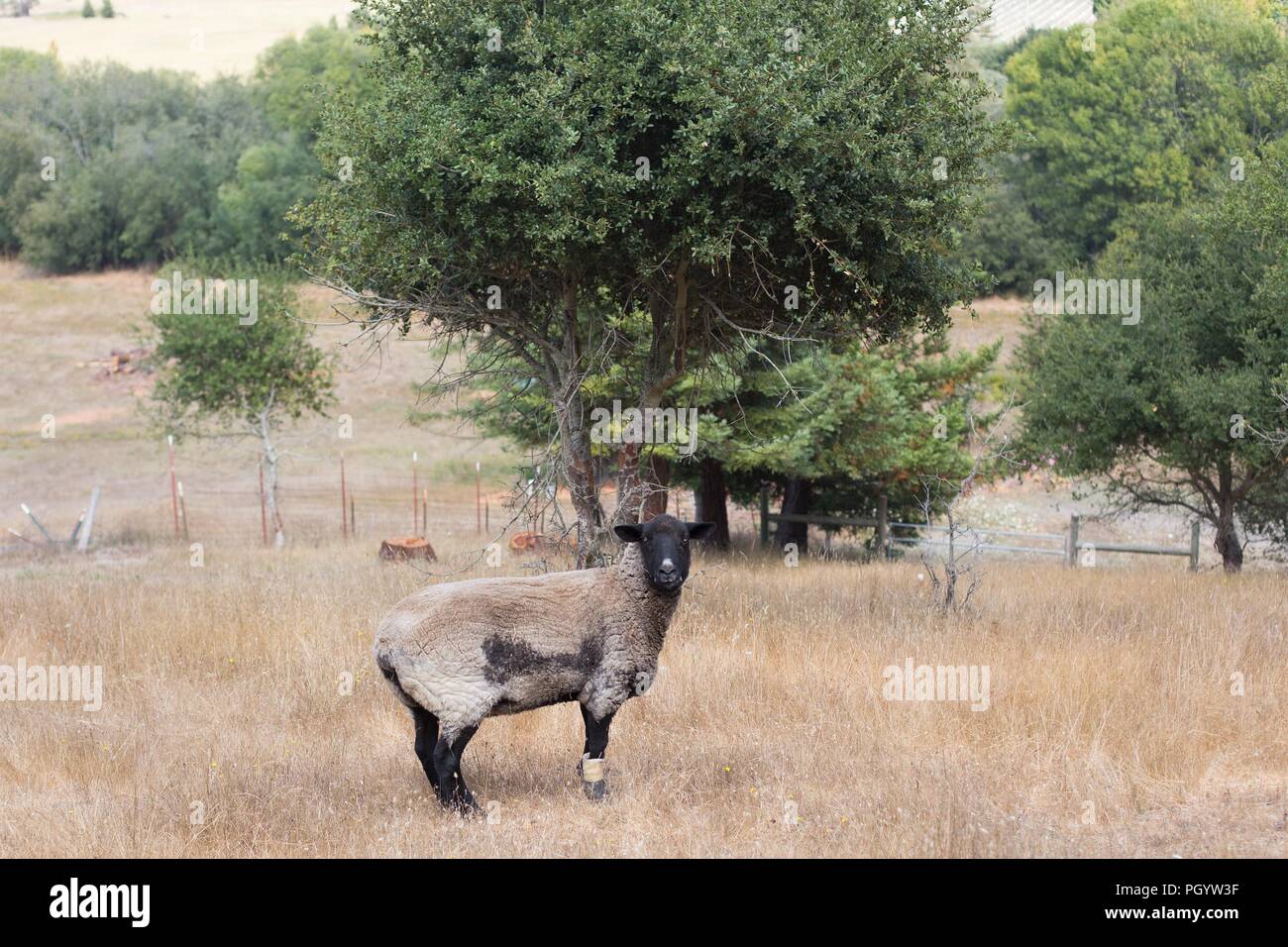 Un mouton avec une jambe bandée, blessé debout dans un champ en milieu rural dans le Comté de Sonoma, en Californie, USA. Banque D'Images