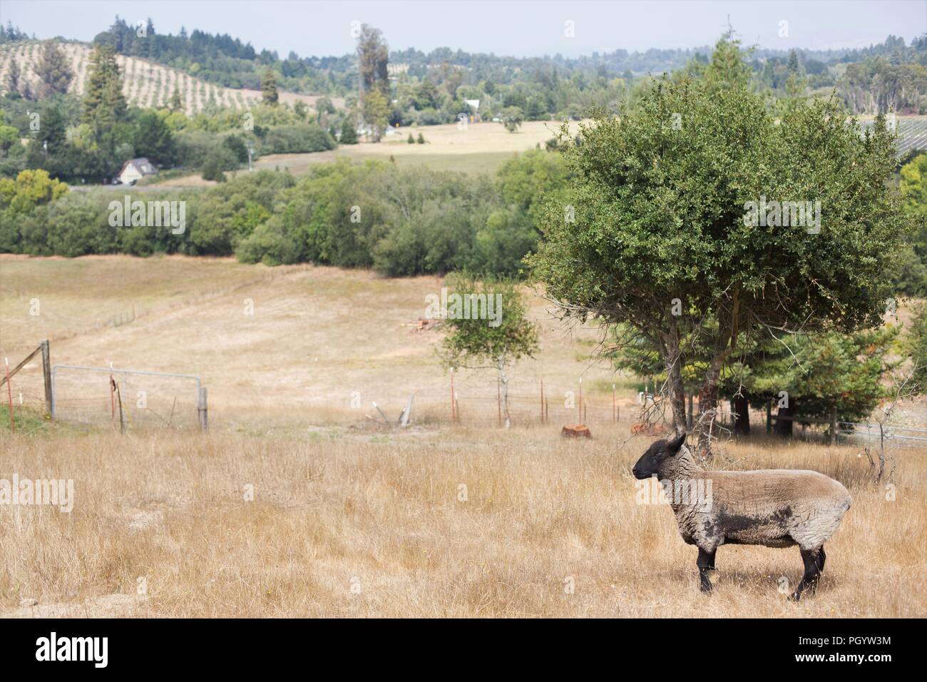 Un mouton debout dans un champ en milieu rural dans le Comté de Sonoma, en Californie, USA. Banque D'Images