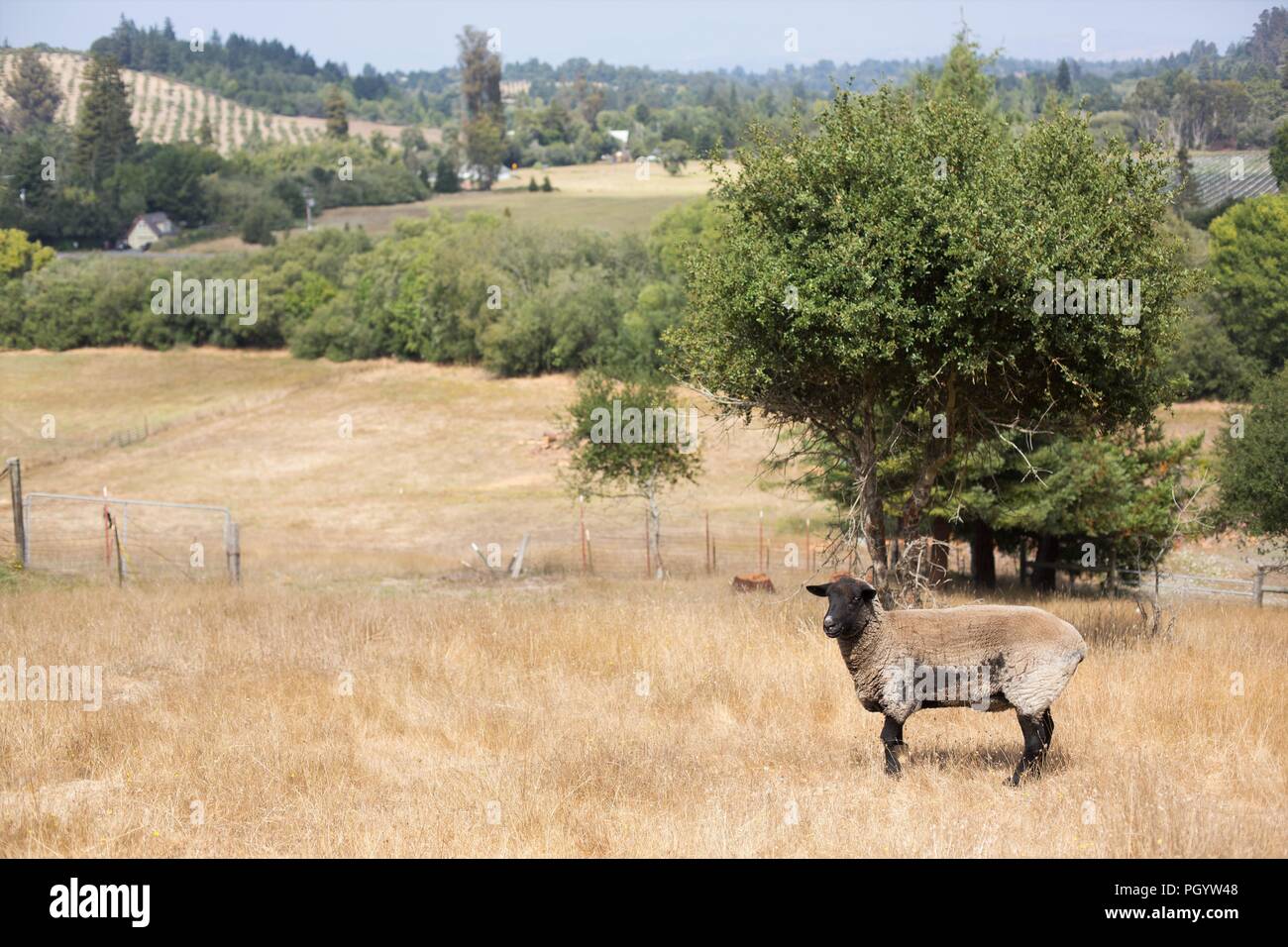 Un mouton debout dans un champ en milieu rural dans le Comté de Sonoma, en Californie, USA. Banque D'Images
