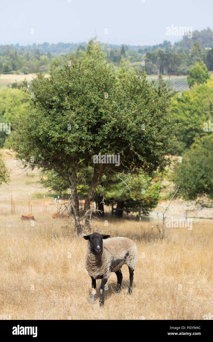 Un mouton avec une jambe bandée, blessé debout dans un champ en milieu rural dans le Comté de Sonoma, en Californie, USA. Banque D'Images