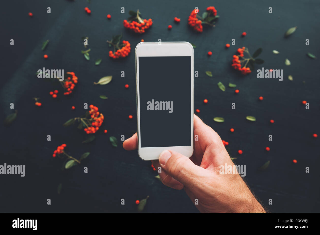 La main à l'aide de l'écran du smartphone des maquettes sur fond sombre décoré de petits fruits sauvages arrangement Banque D'Images