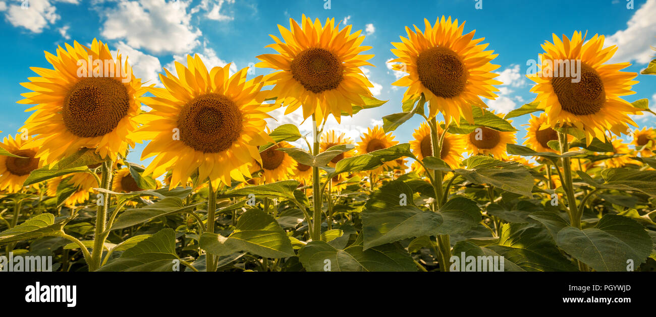 Fleurs de tournesol champ sur journée ensoleillée Banque D'Images