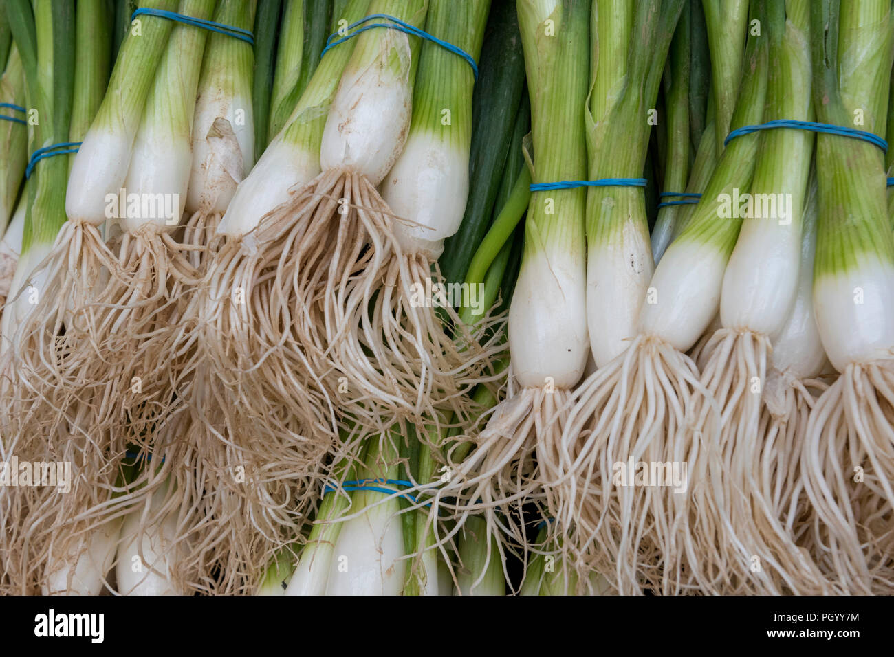 Oignons ou échalotes en grappes sur un étal de fruits et légumes sur un marché de légumes. Banque D'Images