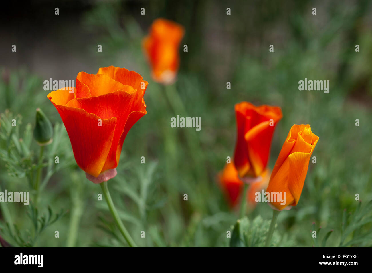 Coquelicots de Californie, l'État de Californie, de fleurs en fleurs. Banque D'Images