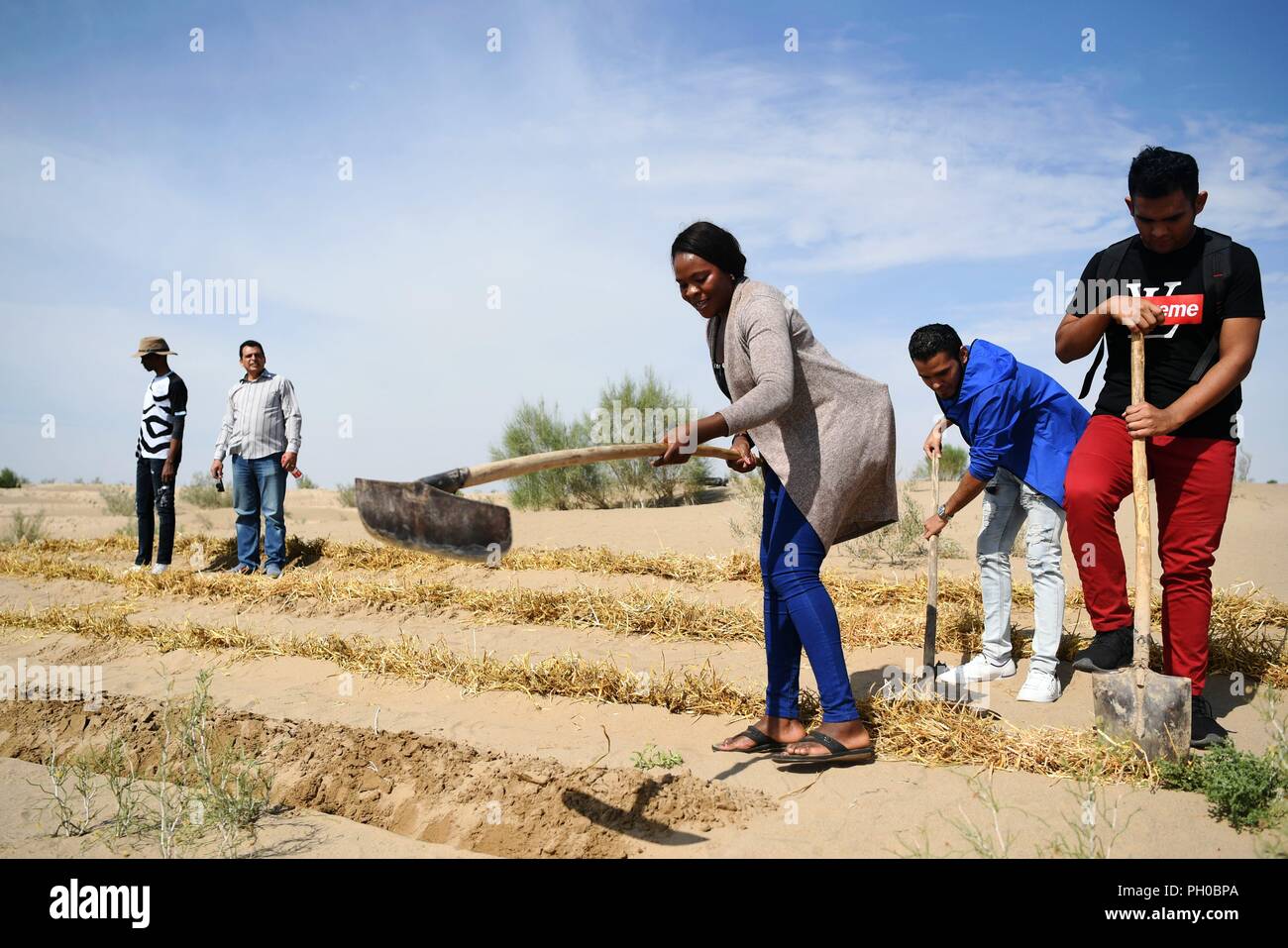 Lanzhou, Province de Gansu en Chine. Août 26, 2018. Nakanyala Shekupe Elina (3e R) apprend le contrôle du désert dans la région de Minqin County, Province de Gansu, du nord-ouest de la Chine, le 26 août 2018. Shekupe, 37, est un fonctionnaire de la technologie agricole de la Namibie. Elle et 11 autres étudiants prennent part à une lutte contre la désertification et la restauration écologique Cours de formation organisé par le ministère chinois du Commerce dans la province du Gansu. 'J'espère que de plus en plus d'amis africains viendra en Chine pour apprendre de nouvelles technologies sur le désert et l'intérêt des populations dans leur ville natale, ' a-t-elle dit. Crédit : Chen Bin/Xinhua/Alamy Live News Banque D'Images