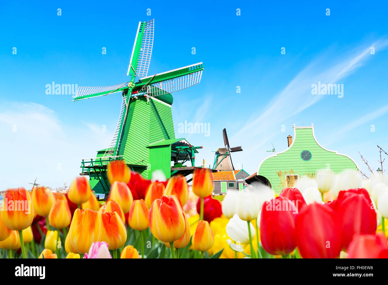 Arrière-plan de new Holland panorama avec tulipes et moulin vert dans village traditionnel Banque D'Images