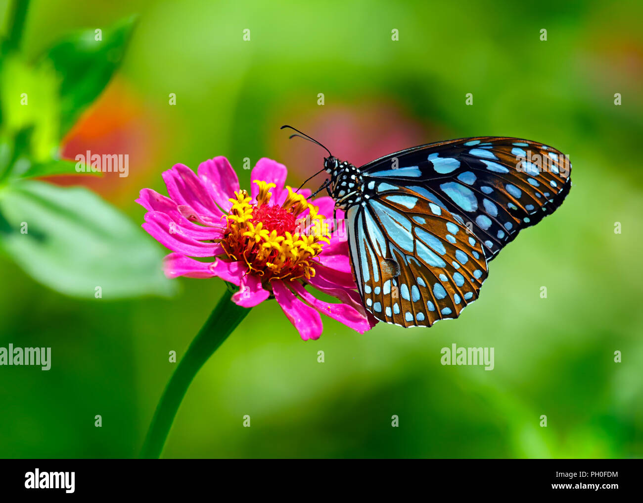 Blue tiger papillon ou Danaid Tirumala limniace zinnia rose sur une fleur avec arrière-plan flou vert. Banque D'Images