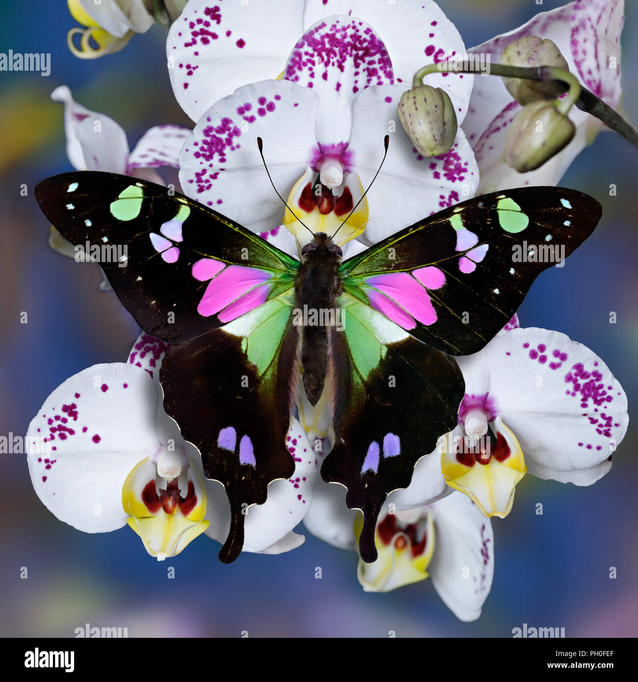Graphium weiskei, papillon machaon Papilionidae, orchidée blanche sur fond bleu floue avec des fleurs Banque D'Images