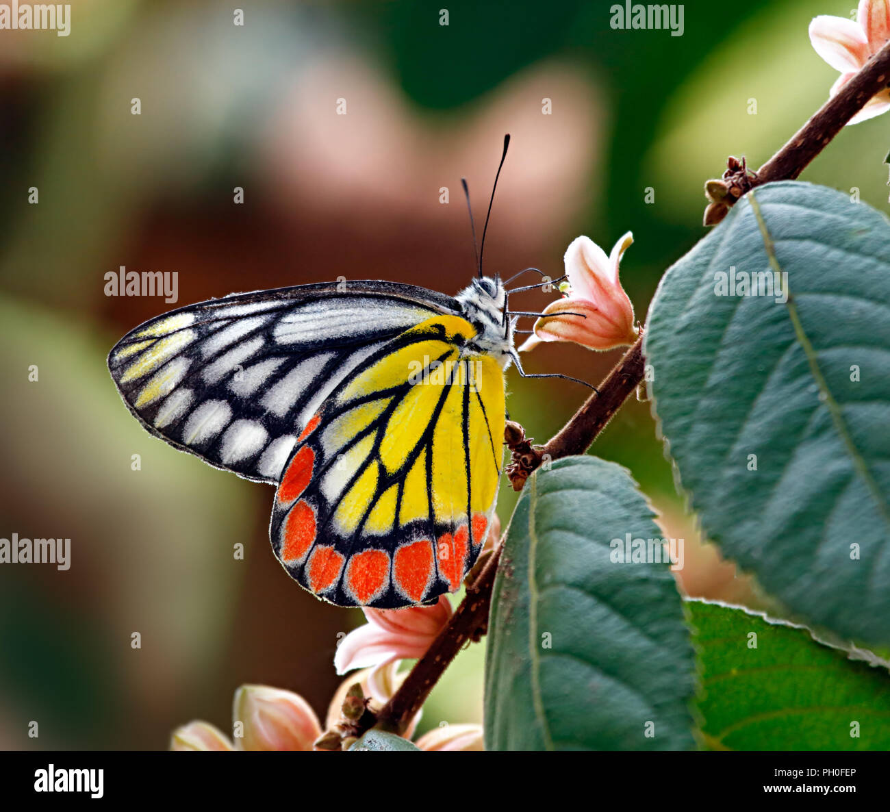 Papillon peint ou jézabel commun Delias eucharis, famille des Pieridae, sur une branche avec des fleurs roses et feuilles vertes avec des effets de flou floue backg Banque D'Images