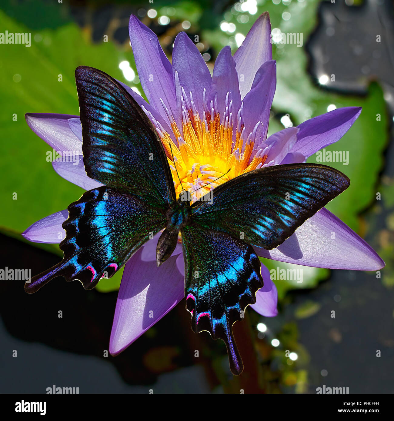 Papilio Maackii alpin ou black swallowtail butterfly, Papilionidae, sur un nénuphar ou Nymphaea fleur, Extrême-Orient, la Russie. Il est aussi trouvé dans le centre Banque D'Images