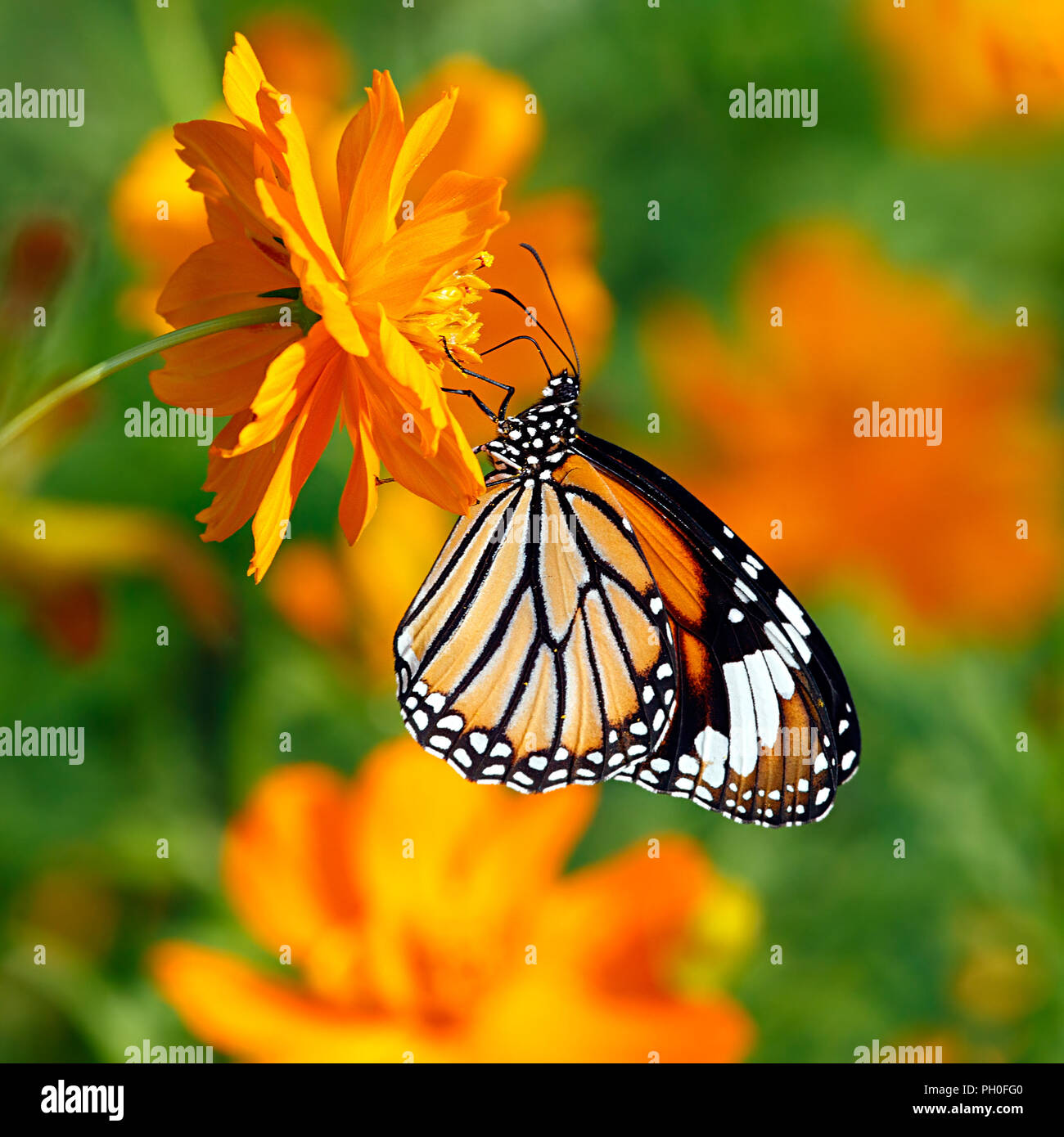 Danaus genutia ou oriental tiger à rayures orange papillon sur une fleur de cosmos orange double parmi des fleurs orange. Banque D'Images