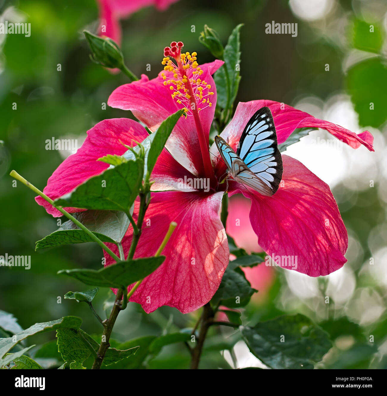 Papillon Bleu commun Pareronia valeria ou vagabond, la famille des Pieridae, sur une fleur rose hibiscus rosa-sinensis. Banque D'Images