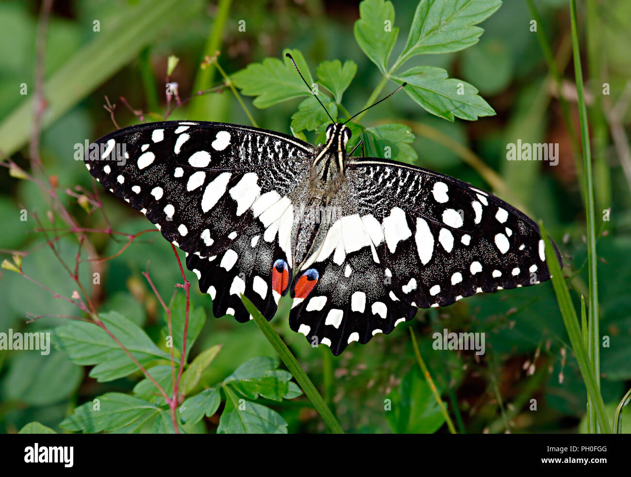 Papilio demoleus Linnaeus, 1758, la famille des Papilionidae, ou chaux blanc vert papillon dans l'herbe et les feuilles. Banque D'Images