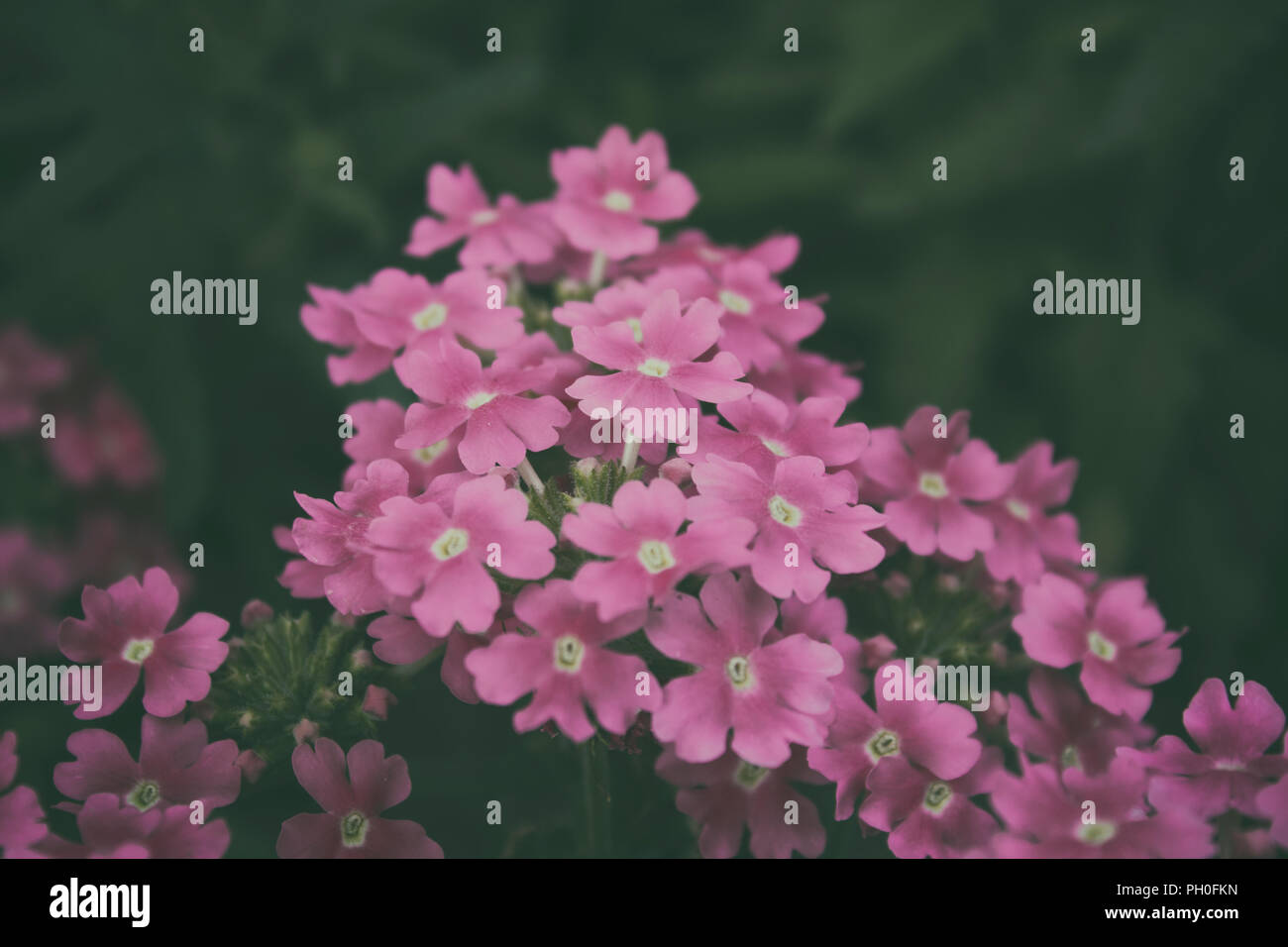 Fleurs rose Verveine hybrida poussant dans le jardin d'été. Fleurs roses. Des fleurs de jardin. Banque D'Images