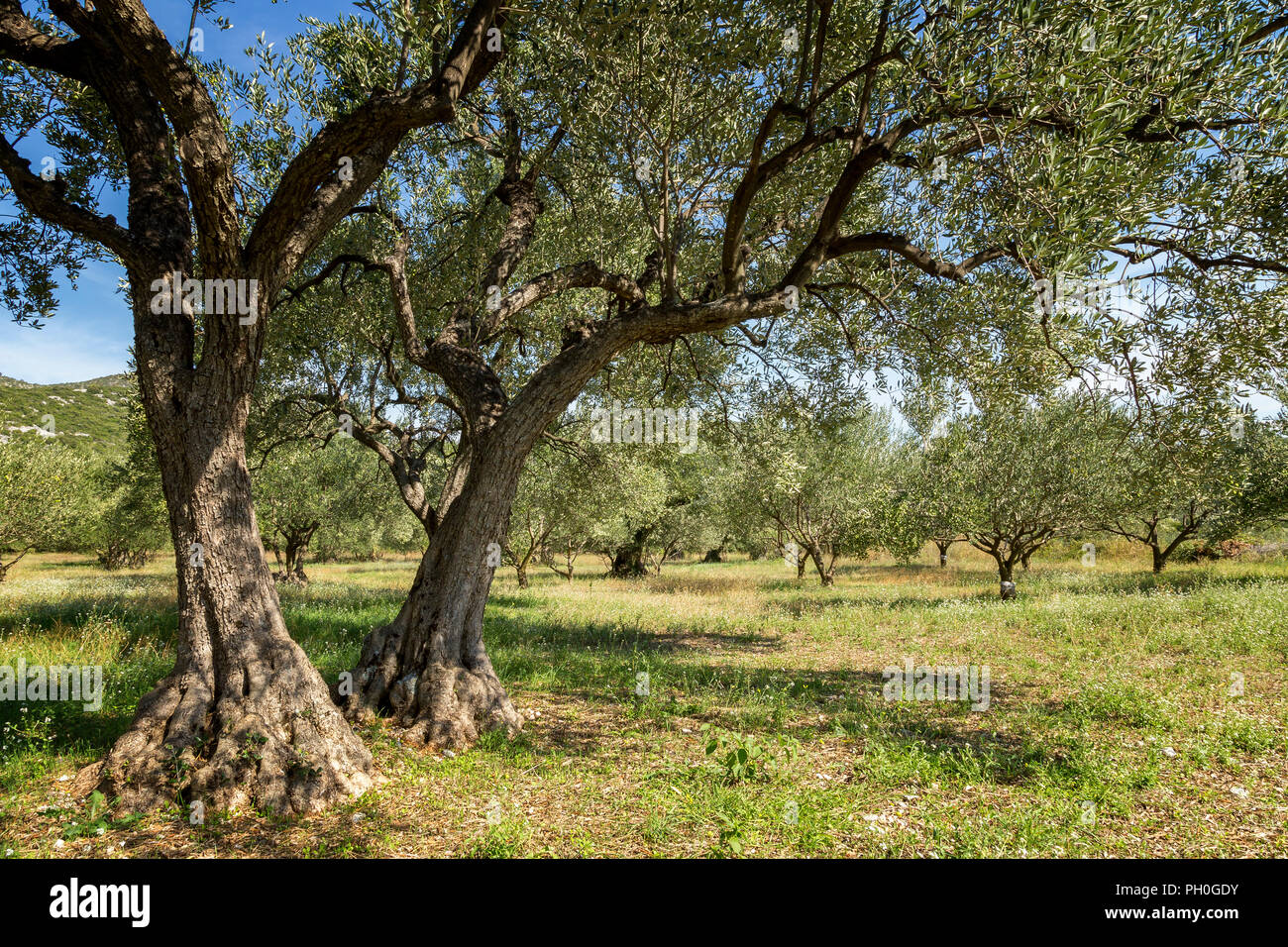 Vieux oliviers dans oliveraie Banque D'Images