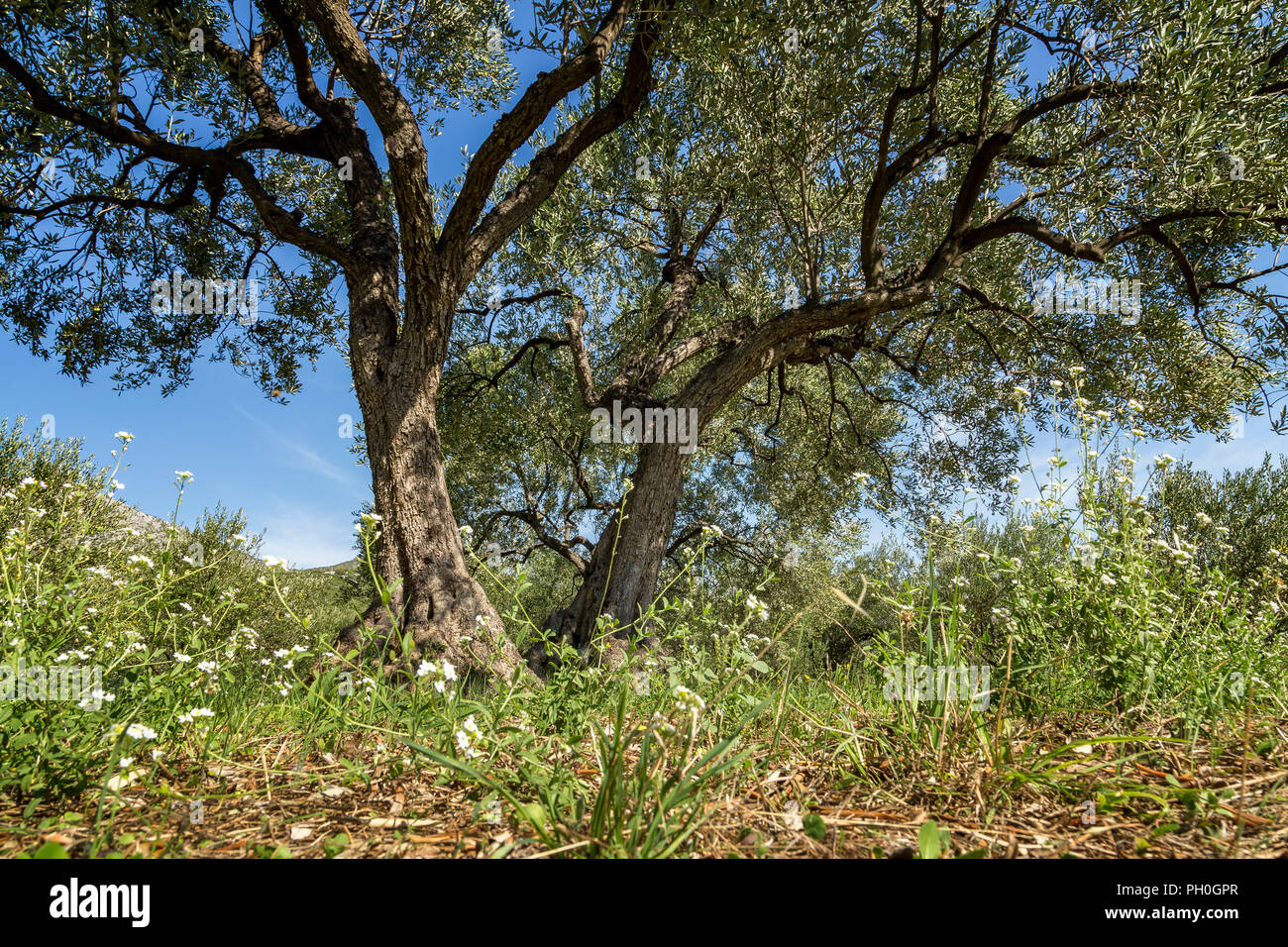 Vieux oliviers dans oliveraie Banque D'Images