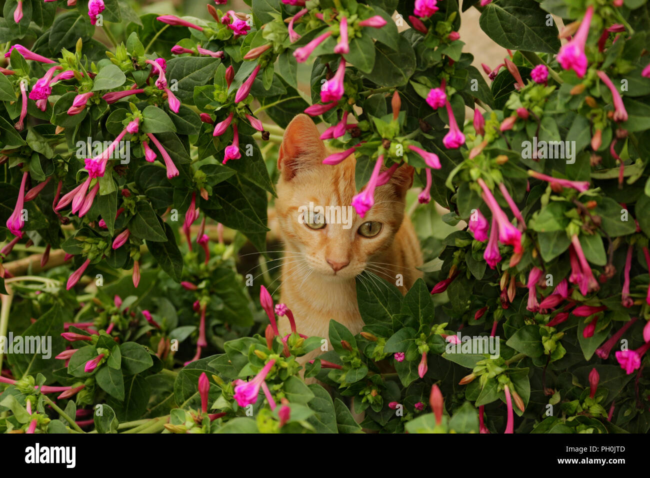 Chat domestique, gingembre, couché au pied d'une plante en fleurs Banque D'Images