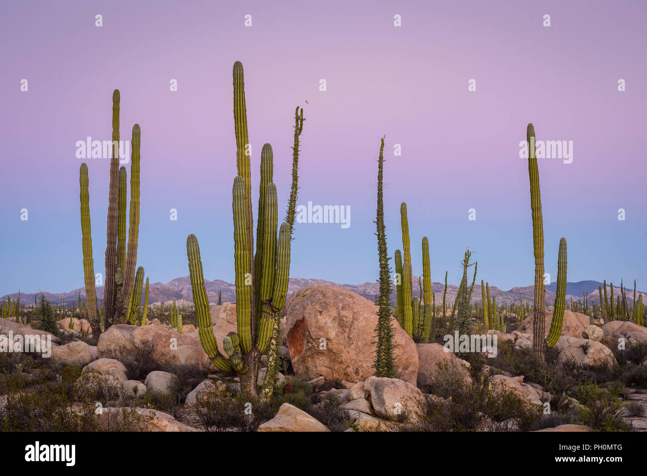 Cardon cactus et arbres Boojum dans Valle de los cirios, Désert Catavina, Baja California, Mexique. Banque D'Images