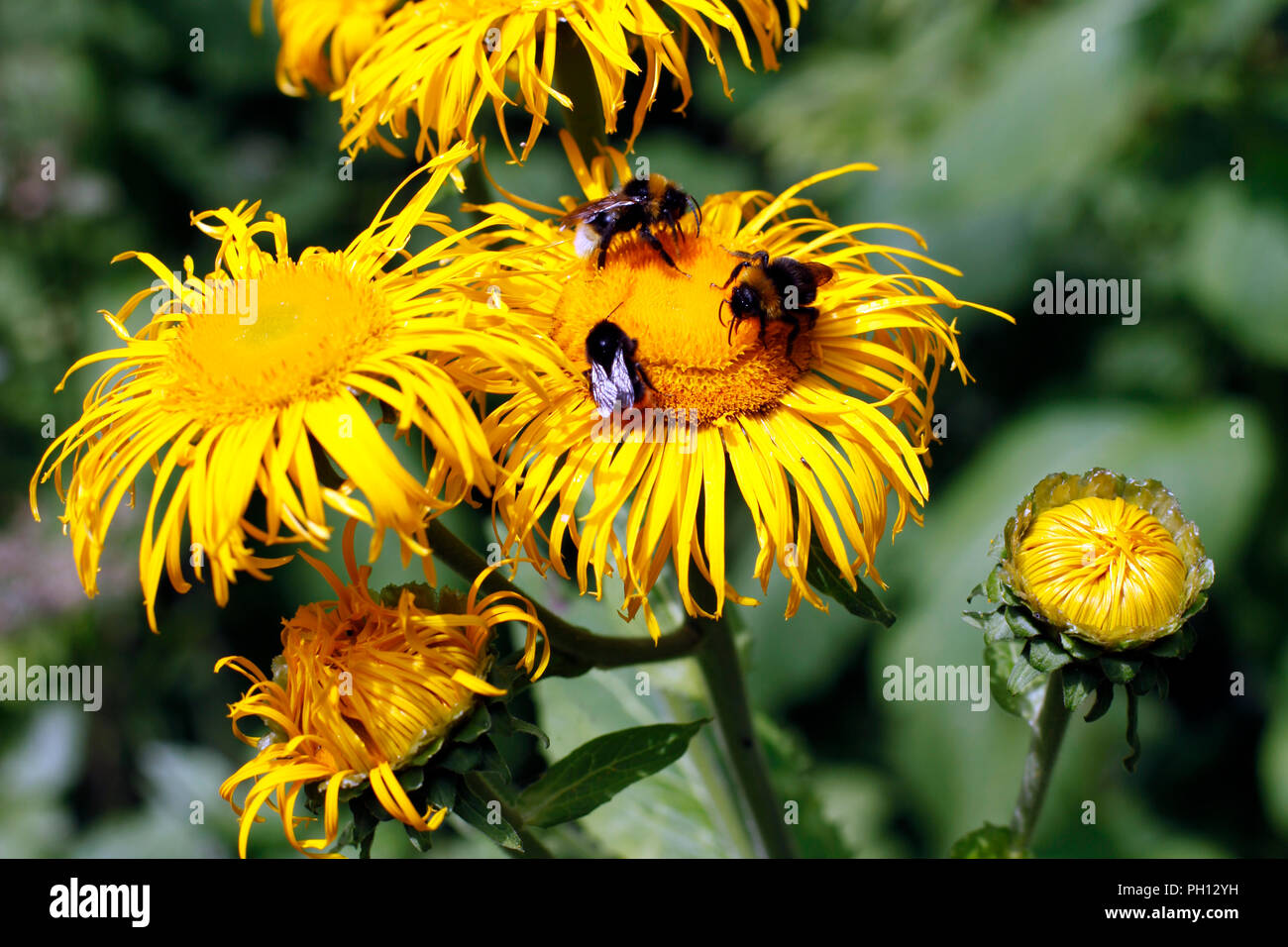 La collecte du pollen d'abeilles sur les fleurs jaune vif Banque D'Images