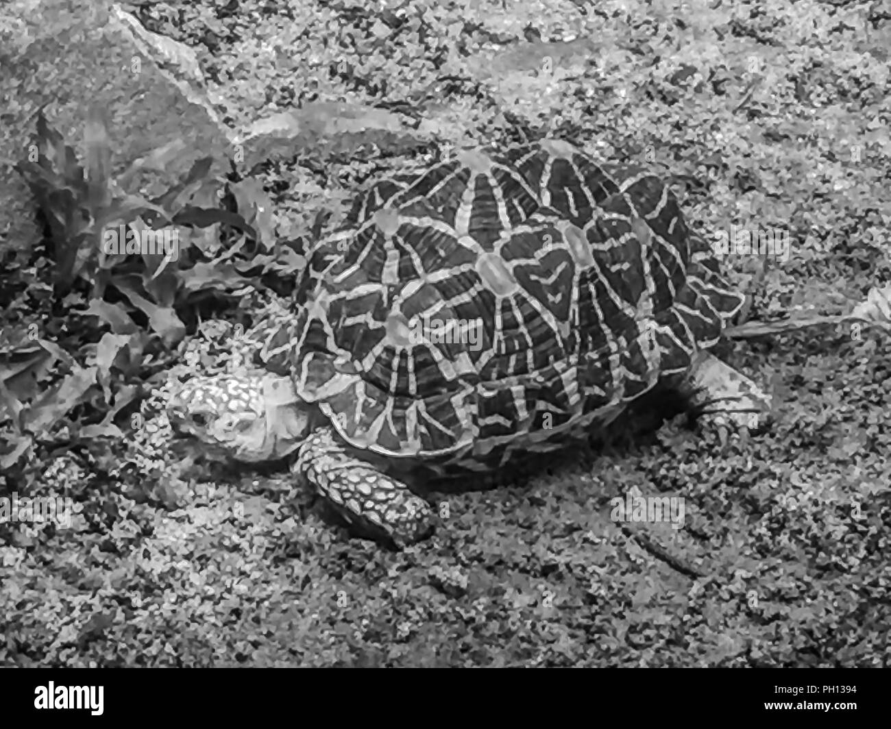 L'Indien ou tortue étoilée de Birmanie, une espèce menacée de tortue trouvés dans les régions sèches et forêt en Inde et au Myanmar. Banque D'Images