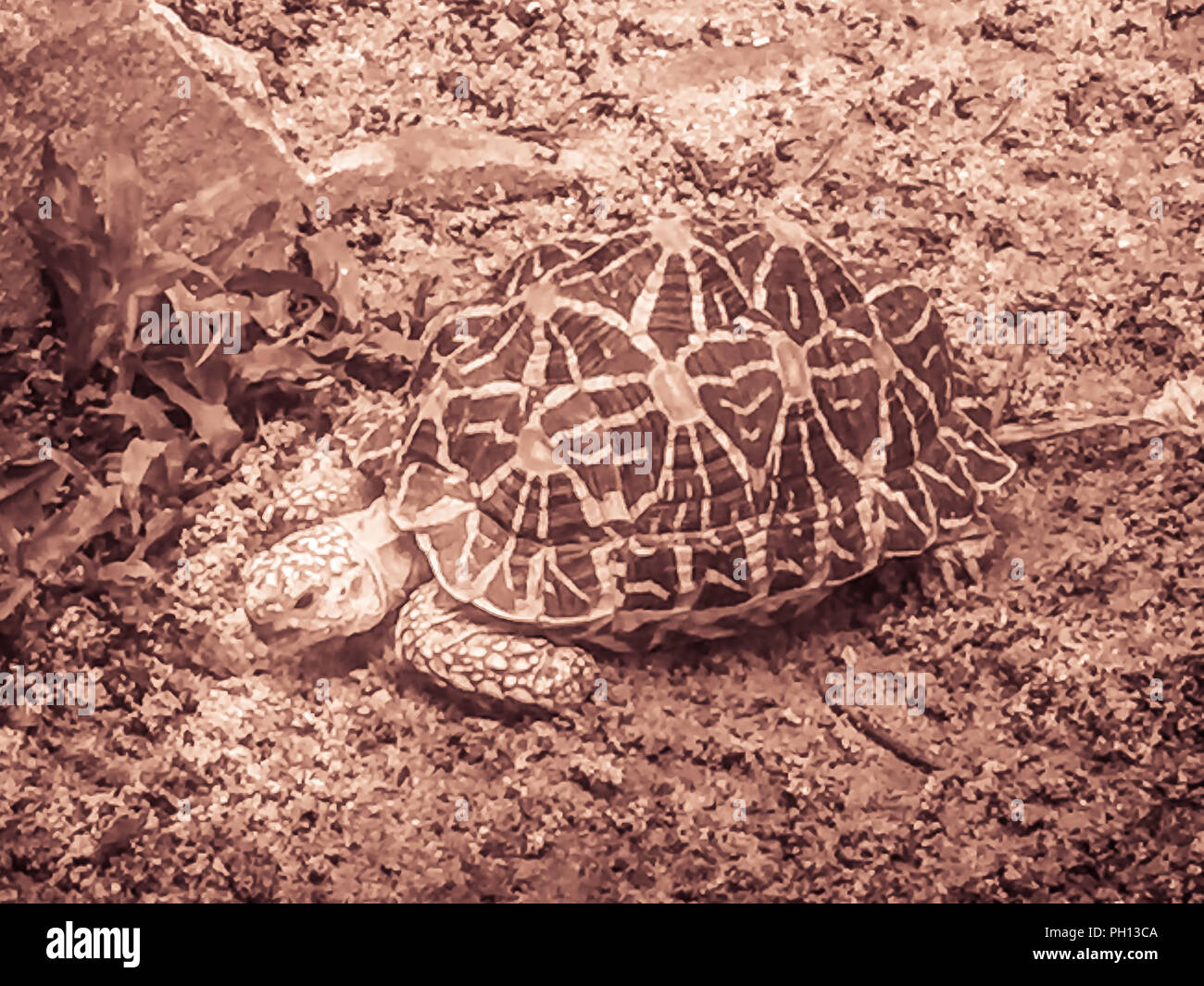 L'Indien ou tortue étoilée de Birmanie, une espèce menacée de tortue