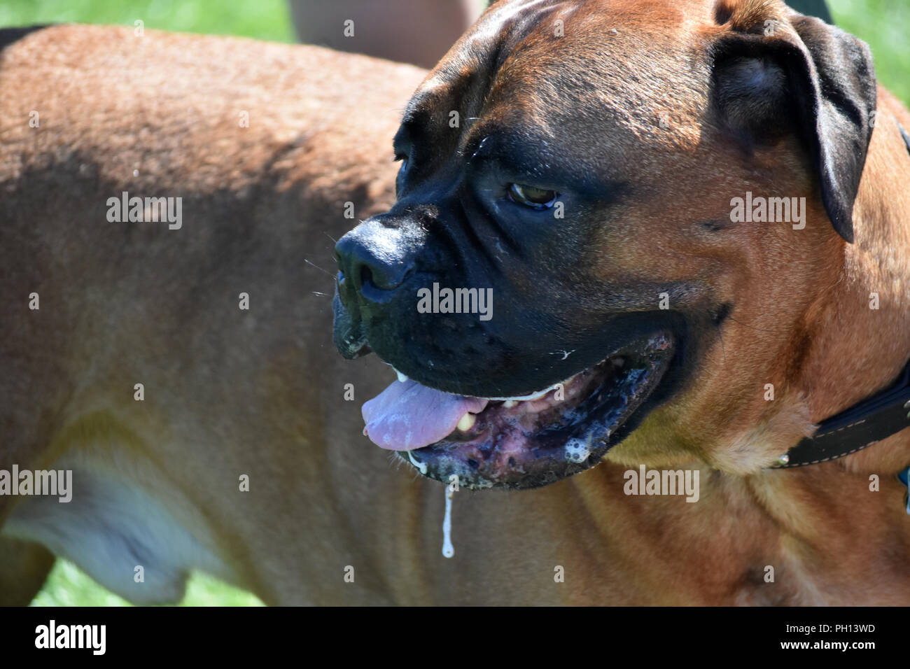 Chien De Mastiff Anglais De Grande Race à Lété De Bave