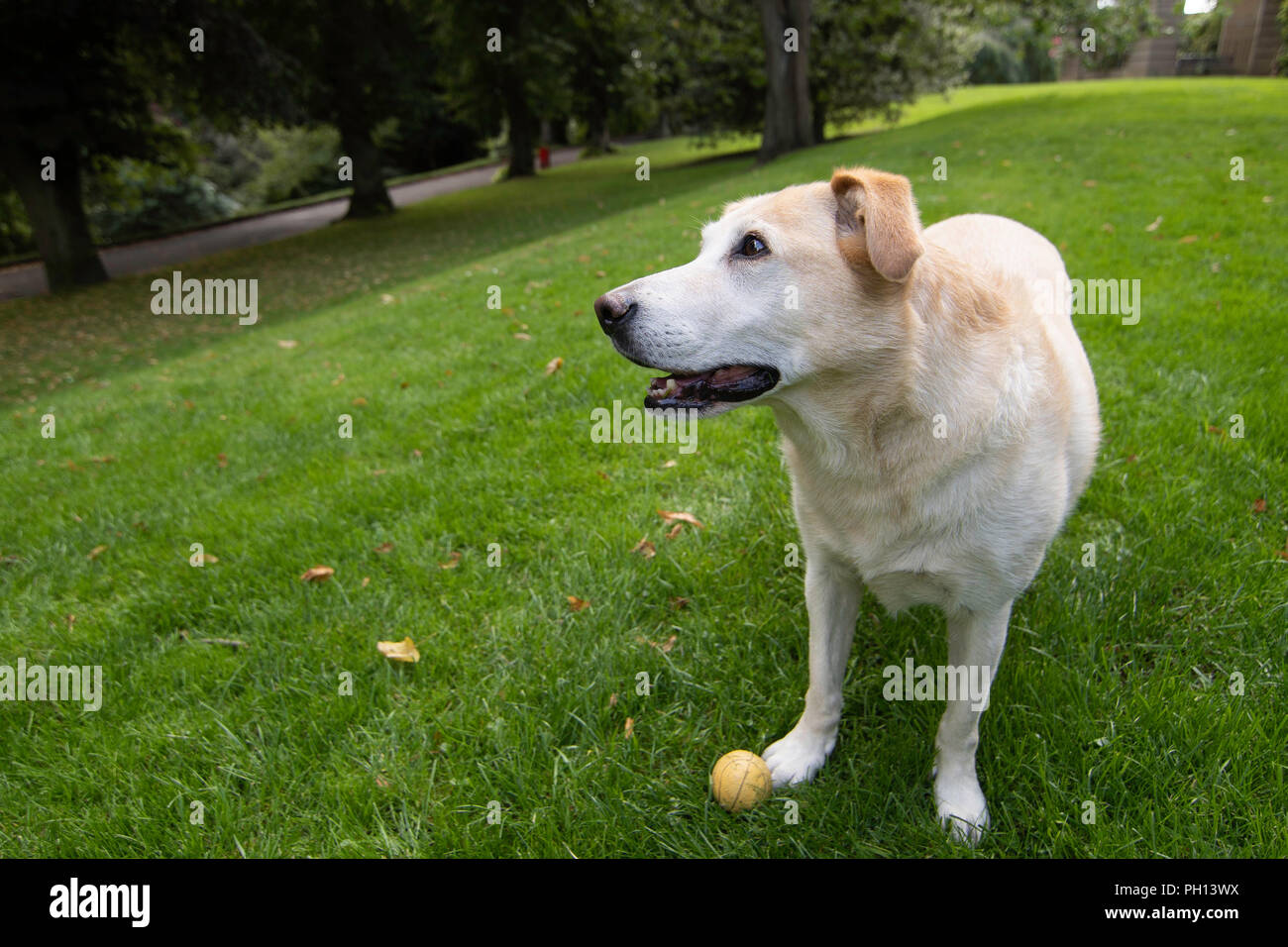 Golden Labrador Retriever attend que son ballon soit jeté dans le parc, Valley Gardens, Harrogate, North Yorkshire, Angleterre, ROYAUME-UNI. Banque D'Images