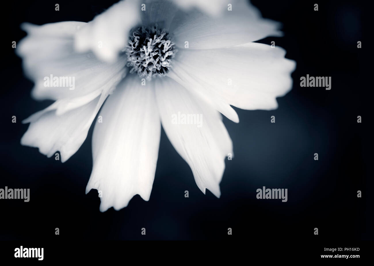 Tête daisy noir et blanc. Banque D'Images