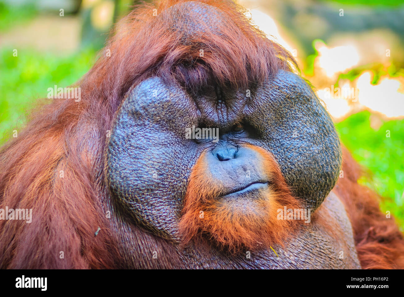 Close up sur la face du mâle dominant, orang-outan (Pongo pygmaeus) avec la signature développé joue tampons qui surgissent en réponse à un rapport de testostérone Banque D'Images