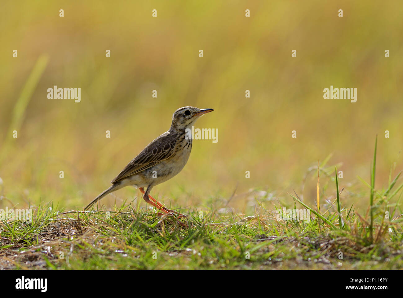 Paddyfield Sprague - Anthus rufulus, petit motif oiseau percheur du Sri Lanka les prairies et champs. Banque D'Images
