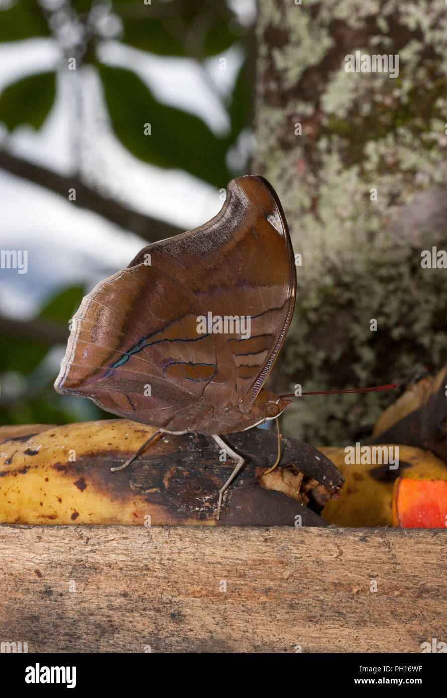 Historis odius, papillon, seul adulte se nourrit de bananes. Prises d'avril. La Forêt Tropicale Atlantique, au Brésil. Banque D'Images