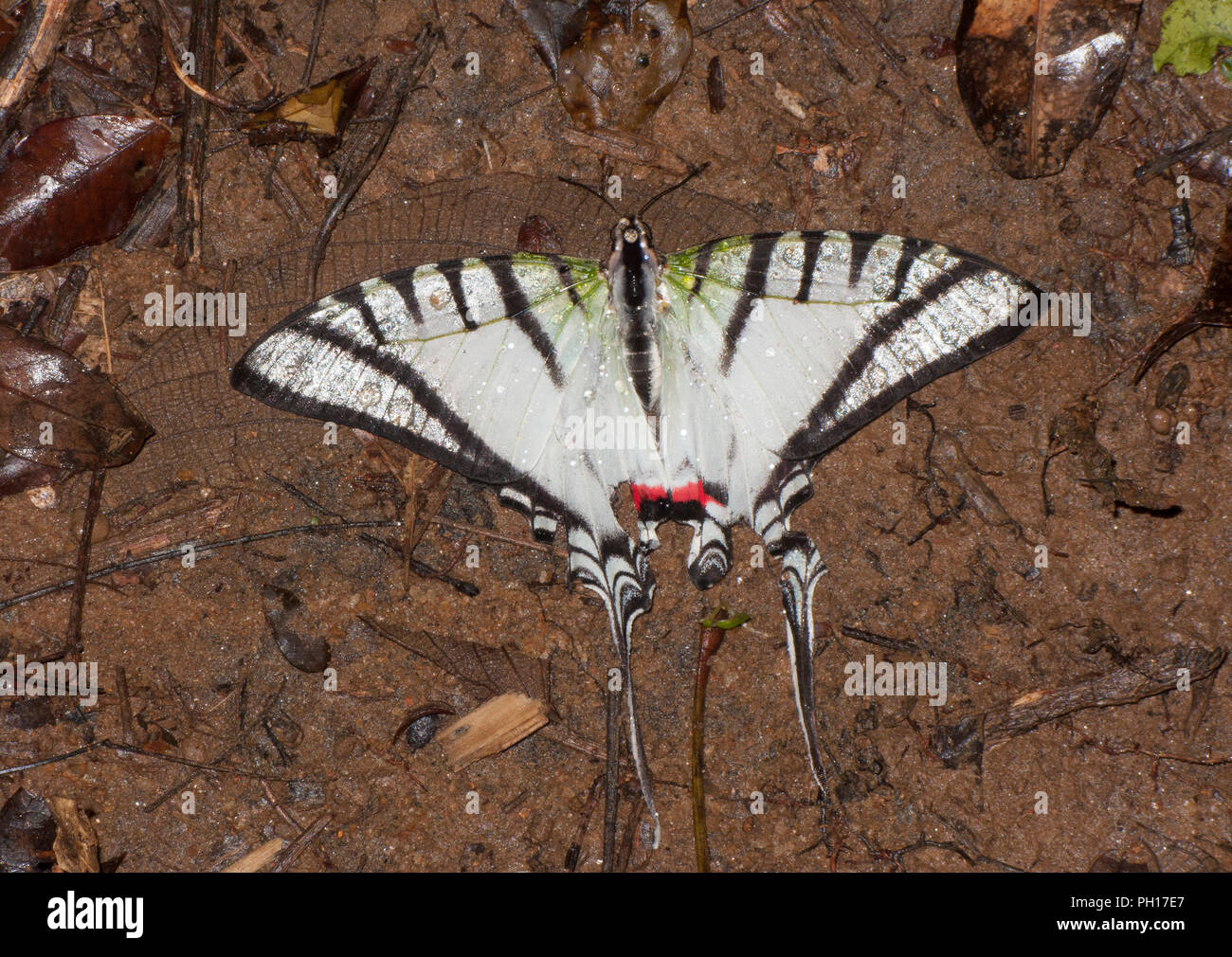 Swallowtail Butterfly, Eutytides molops, seul adulte morts à même le sol forestier, prises d'octobre, la Forêt Tropicale Atlantique, l'État de Rio, au Brésil. Banque D'Images