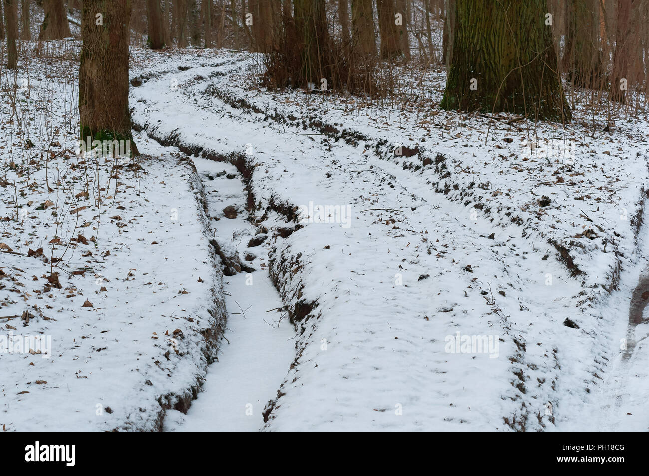 Neige-couvertes de forêts road, route dans la forêt sous la neige Banque D'Images